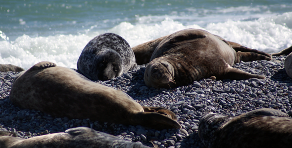 Blakeney Seals